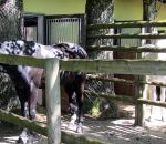 Paddocks-Aussenstaelle-Bild-3.jpg